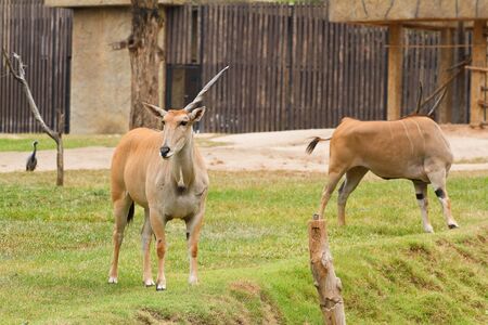 derr in thailandの写真素材