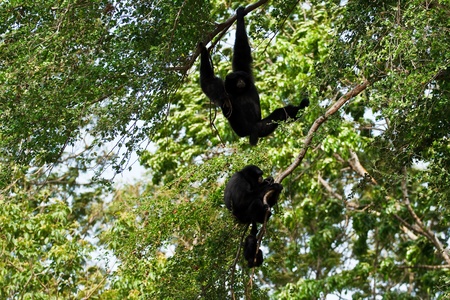 Howler monkeyの写真素材