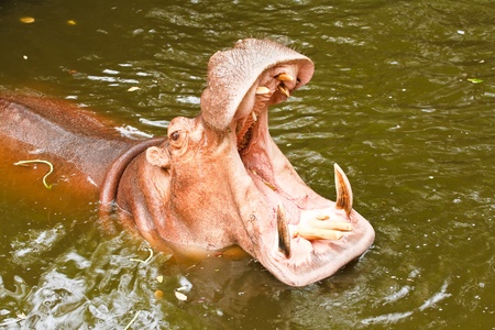 hippopotamus open mouth