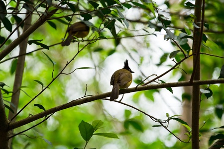 Bulbul head 