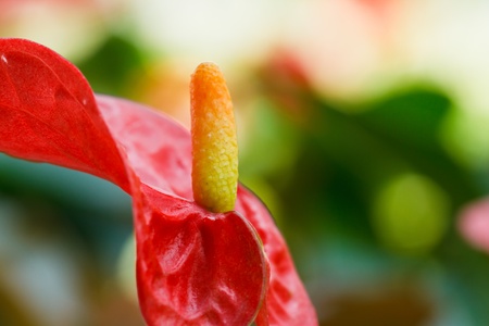 flamingo flowerの写真素材