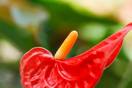 flamingo flower
