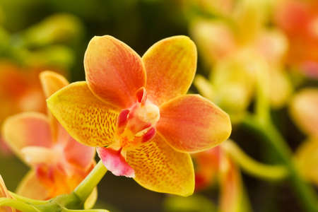 orchidの写真素材