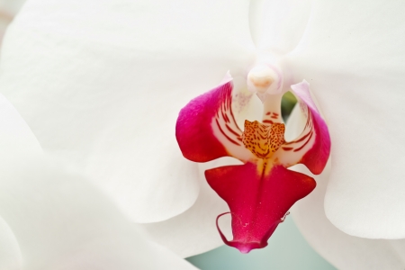 White orchids.の写真素材