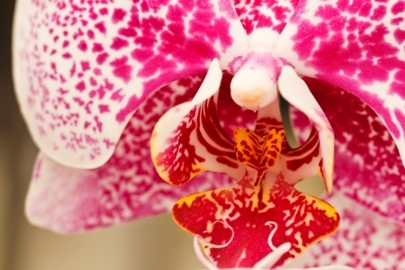 Pink Orchidsの写真素材