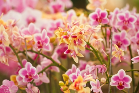 Pink Orchidsの写真素材