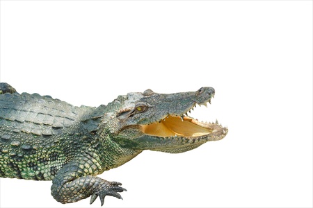 Crocodileの写真素材