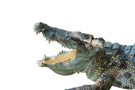 Crocodile