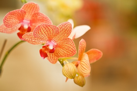 Yellow Orchidの写真素材