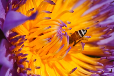 Purple lotusの写真素材