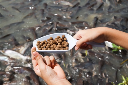 Pellet fish food の写真素材
