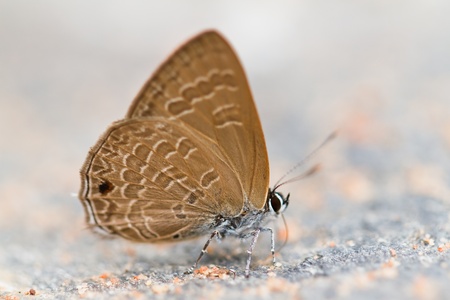 Butterfly in pang sida national park  thailand
