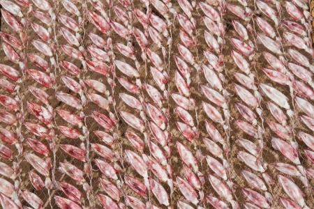 Dried squid at Thailandの写真素材