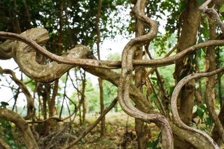 twisted tropical tree rootsの写真素材