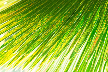 Palm leaf.