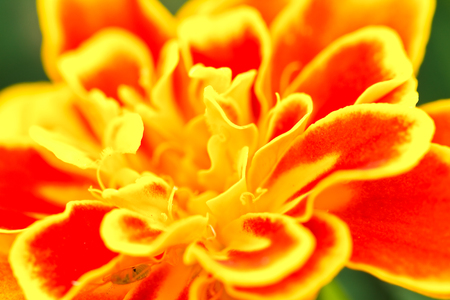 yellow marigoldの写真素材