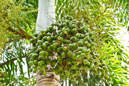 Ripe Betel Nut Or Are-ca Nut Palm On Tree
