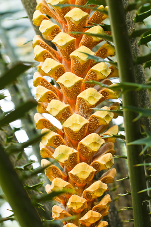 Ripe Betel Nut Or Are-ca Nut Palm On Treeの写真素材