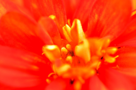 zinnia flower  in the gardenの写真素材