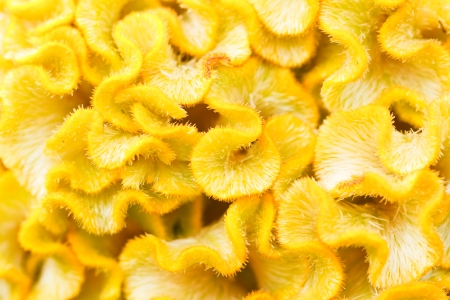 Cockscomb flowersの写真素材