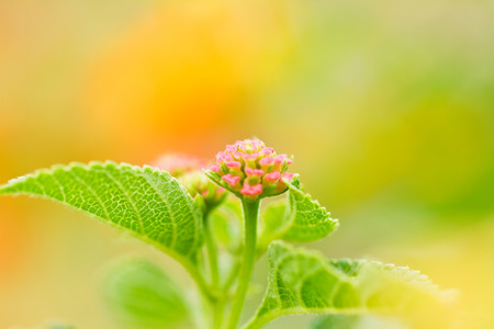 verbenas flowersの写真素材