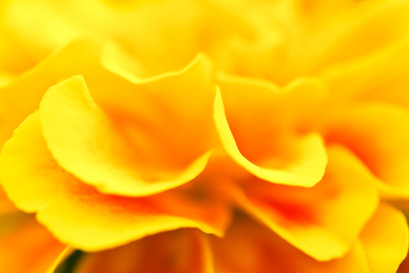 yellow marigoldの写真素材