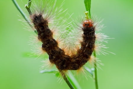 caterpillar  on grass の写真素材