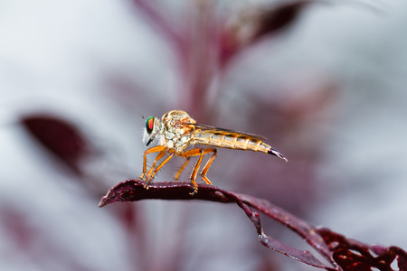 Dragonfly