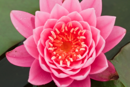 Pink Water Lilyの写真素材