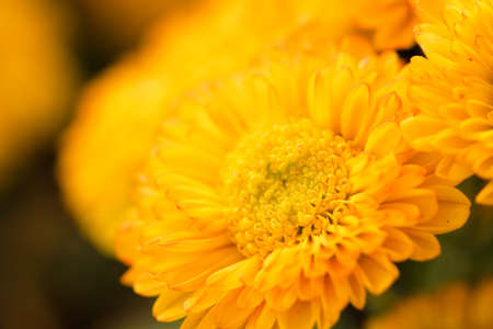 yellow chrysanthemumの写真素材