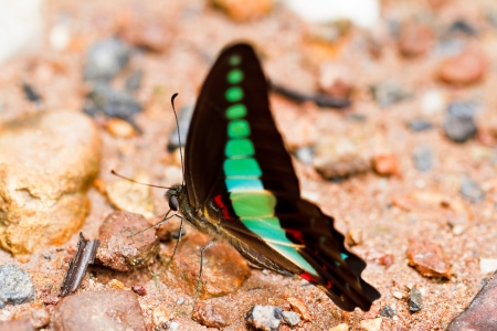 Butterfly in pang sida national park  thailandの写真素材