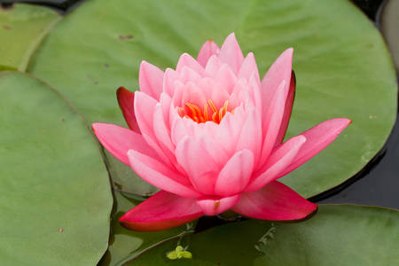 Pink Water Lilyの写真素材