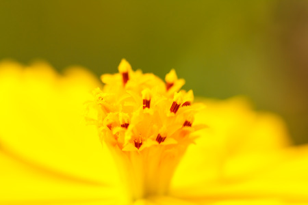 Yellow Cosmos flowerの写真素材
