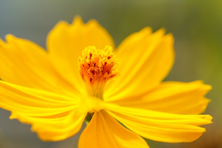 Yellow Cosmos flowerの写真素材