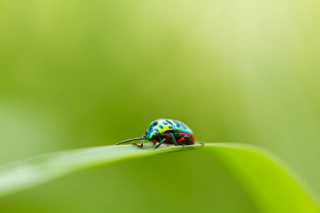 Beautiful beetle on on a grassの写真素材