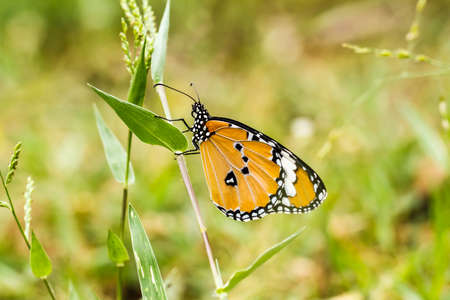 Butterfly on a flower 