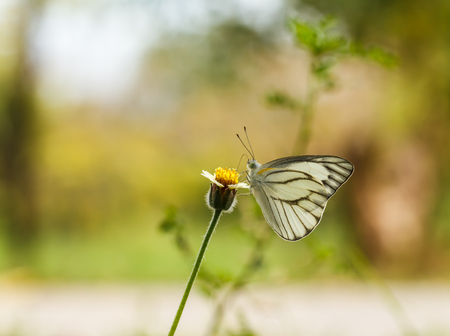 Butterfly on a flower の写真素材