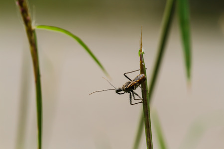 insect on green grassの写真素材