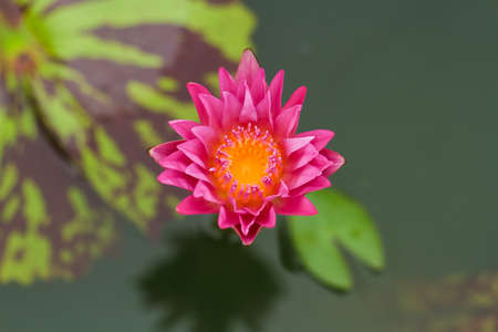 Pink Water Lilyの写真素材