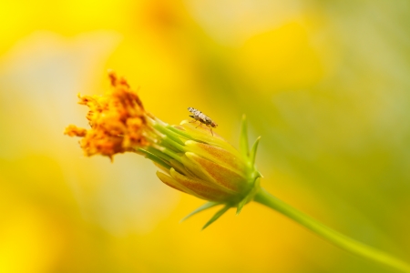 Yellow Cosmos flowerの写真素材
