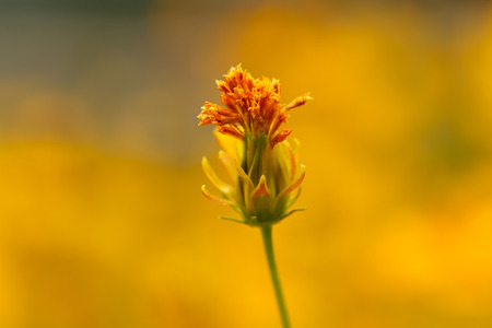 Yellow Cosmos flowerの写真素材