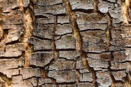Texture of old tree rindの写真素材