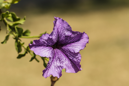 blossoming magenta petunia flowersの写真素材