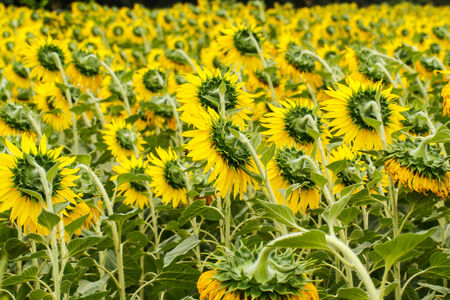 Sunflowers in Lopburi, Thailandの写真素材