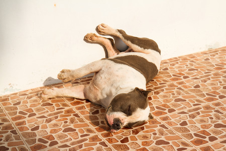 Dog sleepingの写真素材