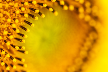 Sunflowers in Lopburi, Thailandの写真素材
