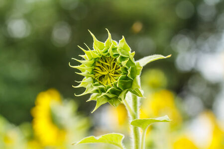 Sunflowers in Lopburi, Thailandの写真素材