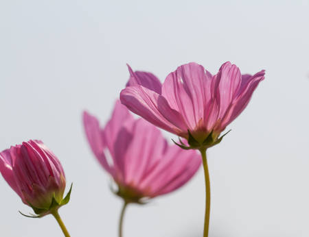 Cosmos Flowersの写真素材