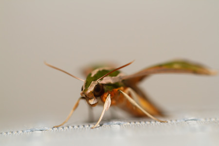 Mothの写真素材