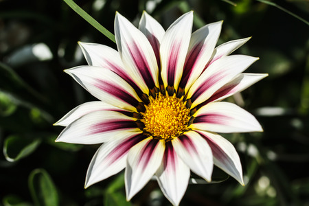 flower macro shotの写真素材